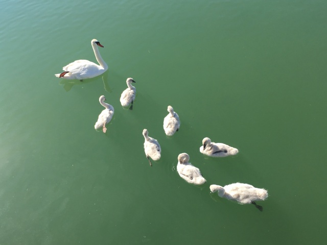 Mum swan and her babies looking for bread in Migennes port